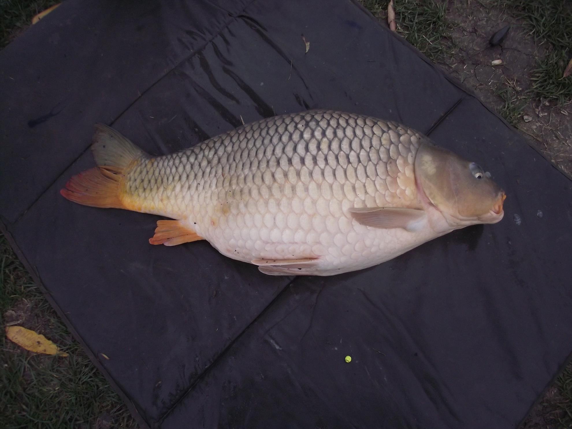 moara - pescuit-noiembrie-2013-013.JPG